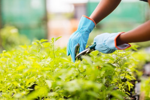 A close-up view of a gardener wearing light blue protective gloves using pruning shears to trim dense, vibrant green foliage in a well-maintained garden. The garden features a lush, neatly clipped hedge or shrubbery, with a mixture of natural green tones and healthy leaf textures. The background shows a blurred outdoor setting with hints of garden structures, suggesting an organized and landscaped outdoor space typical of residential gardens in Regents Park. The lighting indicates a bright, clear day, highlighting the fresh appearance of the plants and the care taken in maintaining the garden, reflecting the professional gardening services offered by Gardening Services Regents Park in the local area.