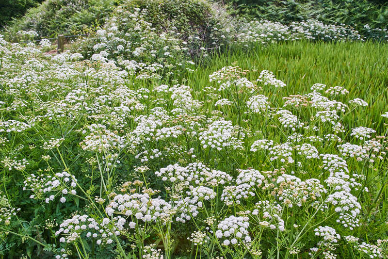 Shade and Shield: Best Tall Plants in Pots for Discreet Outdoor Retreats
